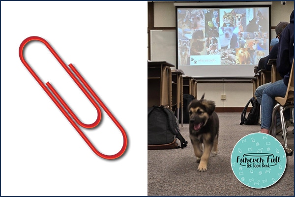 A dog running running around in a classroom. The opposite side of the graphic shows a red paperclip.